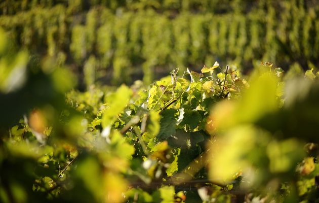 [ Le vin expliqué ] En fait, qu’est-ce qu’un cru  ?