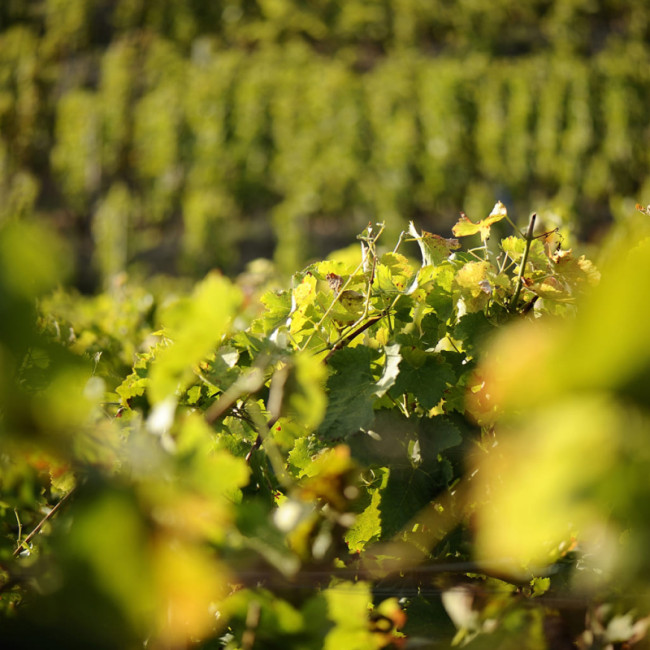 Photo dans les vignes - Le terroir, le sol, le climat, l’altitude et les cépages, rendent chaque cru particulier. Tout savoir sur le vin - article Qu'est-ce qu'un cru ?