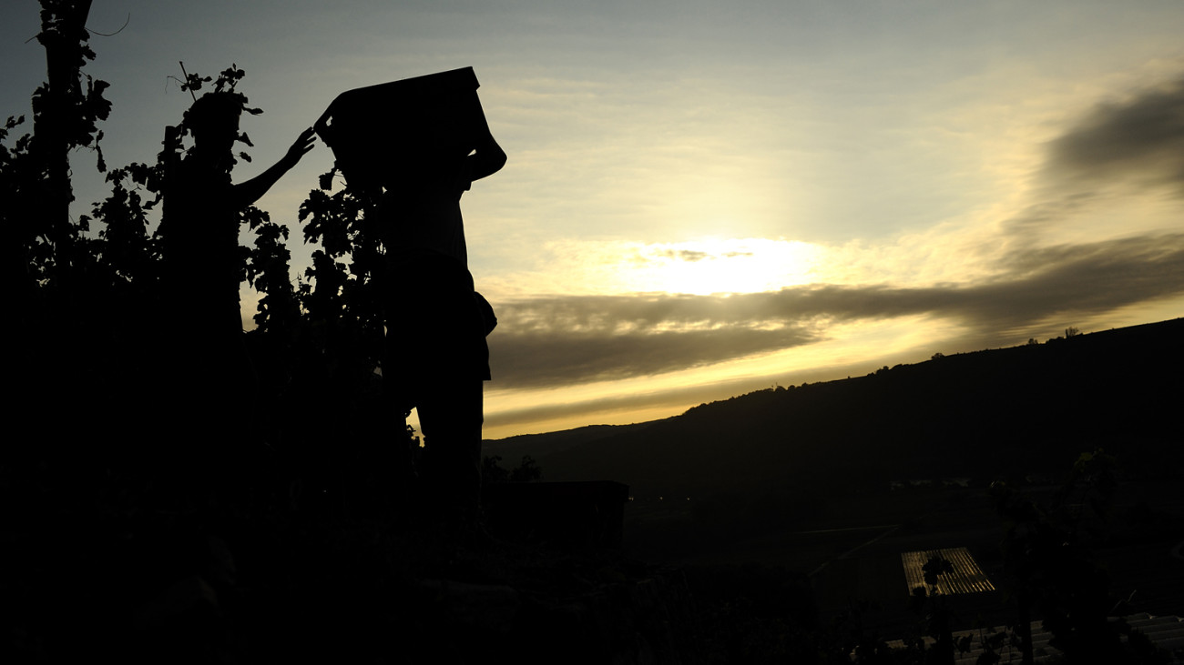 Le vieillissement des vins en cave achève le travail du vigneron et du terroir dans lequel à poussé la vigne.