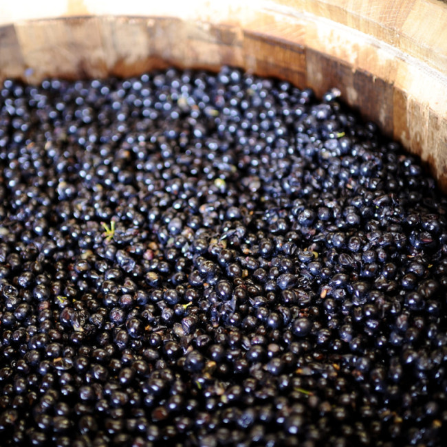 Que sont les tanins dans le vin ? Article blog EuroCave tout savoir sur le vin.